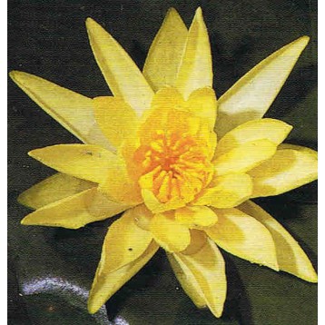 Nénuphar colonel Welch gros pied