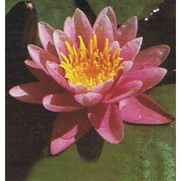 Nénuphar Fabiola gros pied