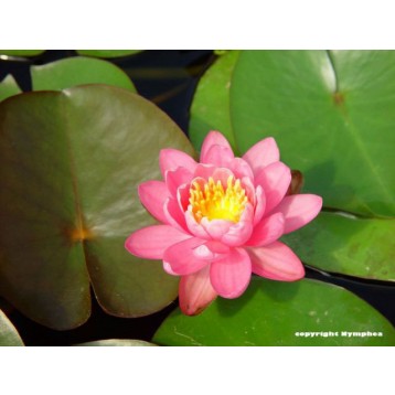 Nénuphar Firecrest gros pied 4 l