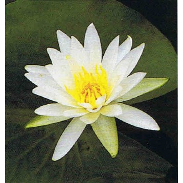 Nénuphar Hermine petit pied godet 11 x 11