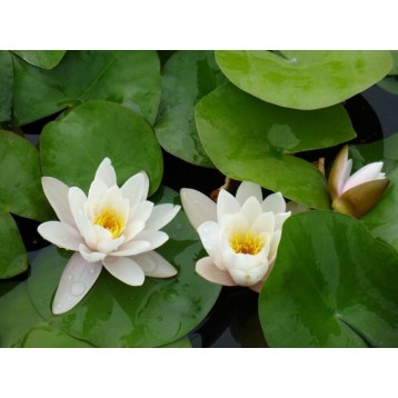 Nénuphar marliacea carnea gros pied 4 l