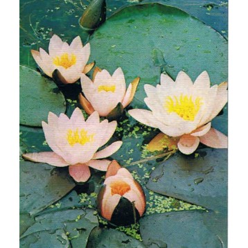 NENUPHAR MARLIACEA ROSEA PETIT PIED