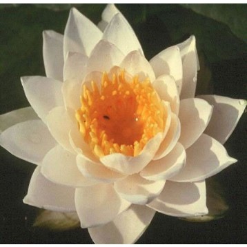 Nénuphar Richardson petit godet 11 x 11