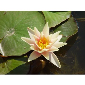 Nénuphar rose nymphe gros pied 4 l