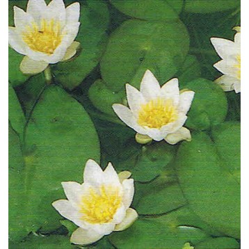 Nénuphar tetragona gros pied 4 l