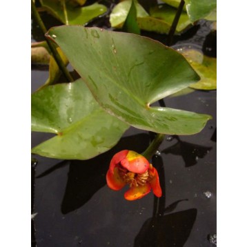 Nuphar japonica