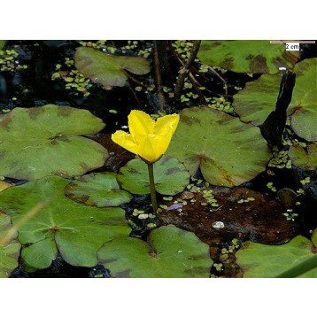 Nymphoides peltata
