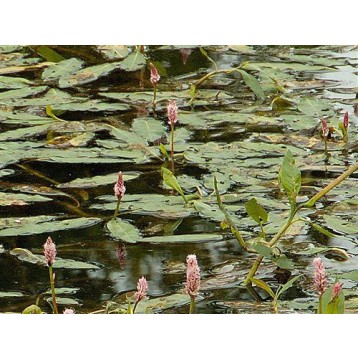 Persicaria amphibia