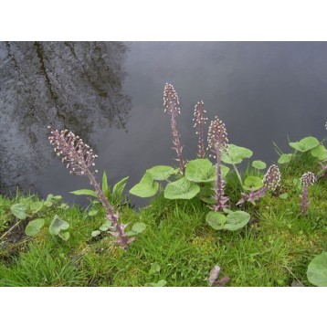 Petasite hybridus