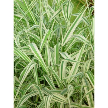 Phalaris arundinacea picta 3 litres