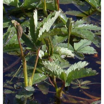 Potentilla palustris