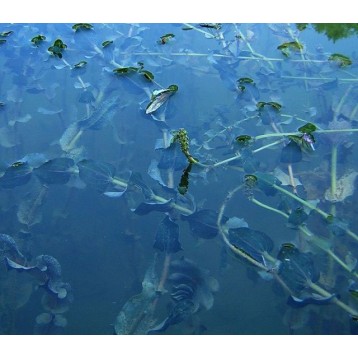 Potamogeton perfoliatus