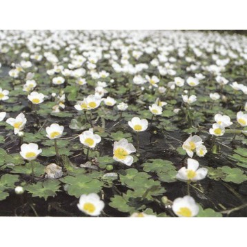 Ranunculus aquatilis
