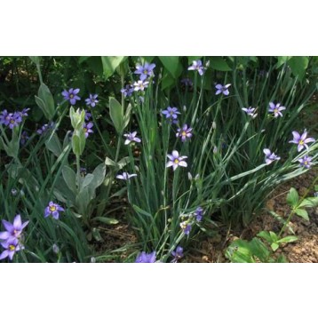 Sisyrinchium augustifolium