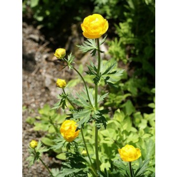 Trollius europaeus