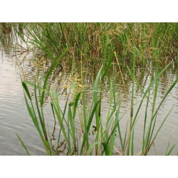 Zizania aquatica