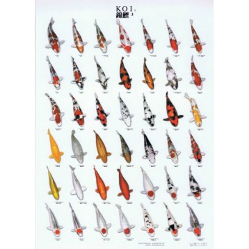 Poster Ko� plastifi�  A4 nr 3