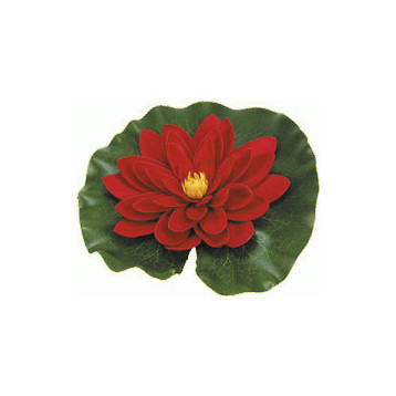 Nénuphar rouge