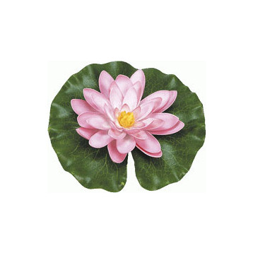 Nénuphar rose 