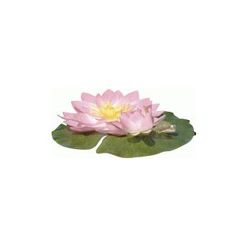 Nénuphar rose avec grenouille