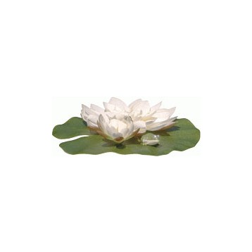 N�nuphar blanc avec grenouille