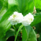 Sagittaria japonica flora plena