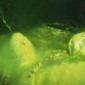JBL AlgoPond Forte 2.5 l anti-algues