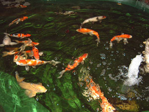 Poissons d'aquarium