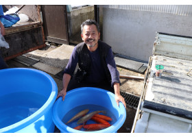 MARUHIRO KOI FARM