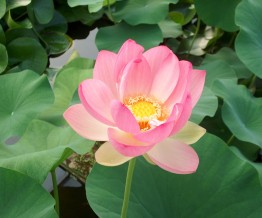 Les Lotus