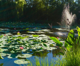 Plantes Immergées