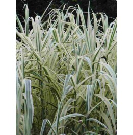 Arundo donax variegata 3 l