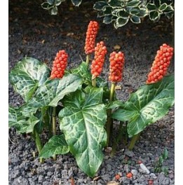 Arum italicum