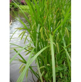 Carex pseudocyperus