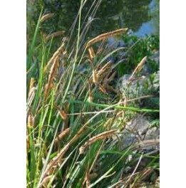 Carex riparia