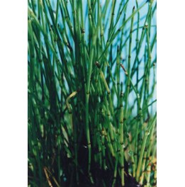 Equisetum scirpoïdes