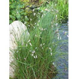 Eriophorum augustifolium