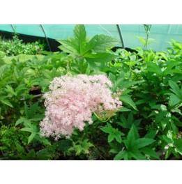 Filipendula rubra magnifica