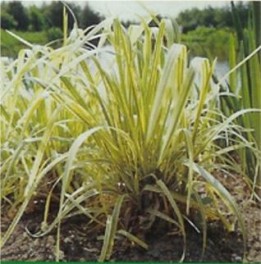 Glyceria aquatica variegata