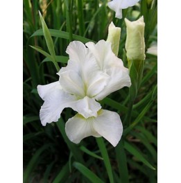 Iris kaempferi snow queen