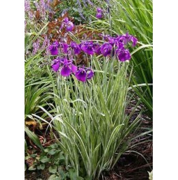 Iris kaempferi variegata