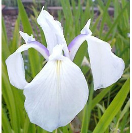 Iris laevigata snow drift