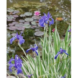 Iris laevigata variegata