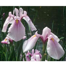 Iris laevigata rose