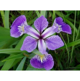 Iris versicolor