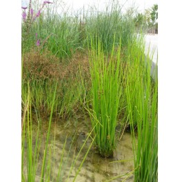 Juncus effusius