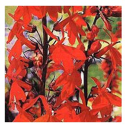 Lobelia cardinalis queen victoria