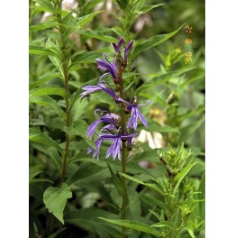 Lobelia sessifolia