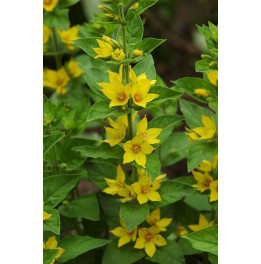 Lysimachia punctata