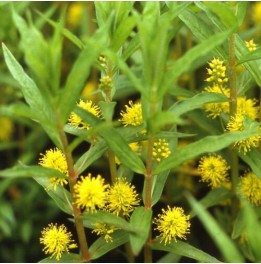 Lysimachia thyrsiflora